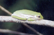 Wild Green Tree Frog
