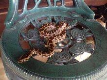 Montey the Burmese Python
