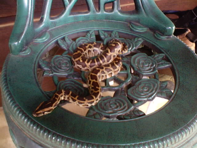 Montey the Burmese Python