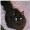 Black cats rule