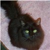 Black cats rule