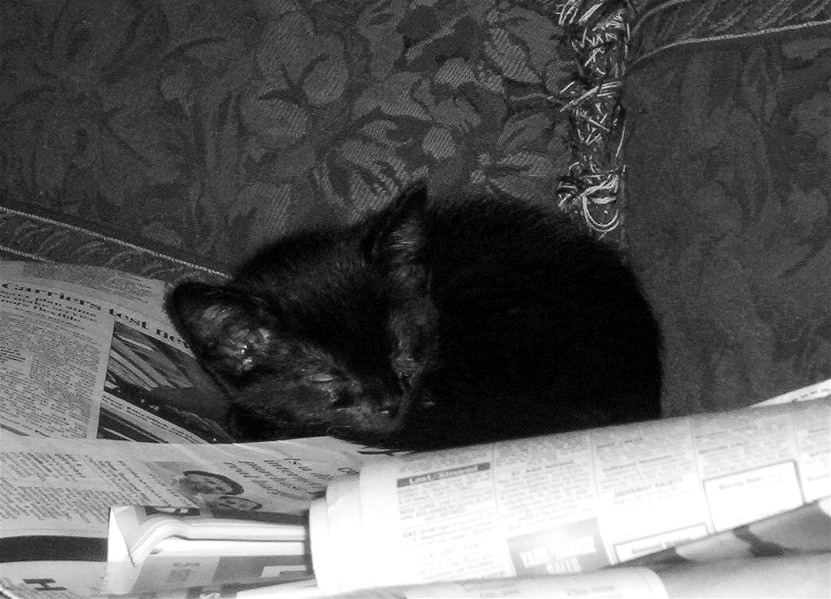 reading the news