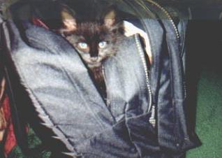Sleeping in my sisters bookbag