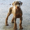 8 weeks old