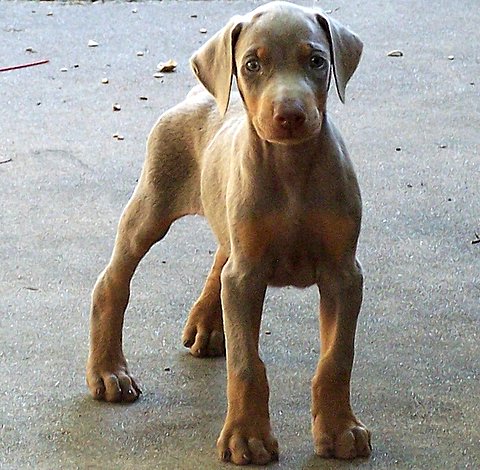 8 weeks old