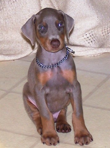 8 weeks