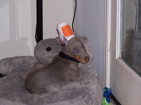Just from the vet