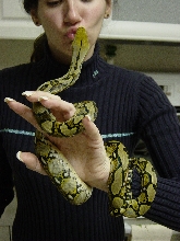Dwarf Retic