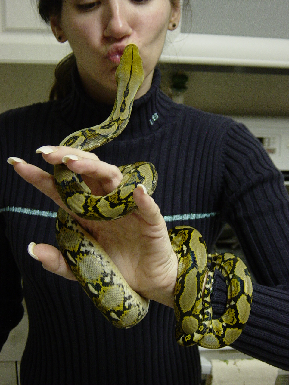 Dwarf Retic