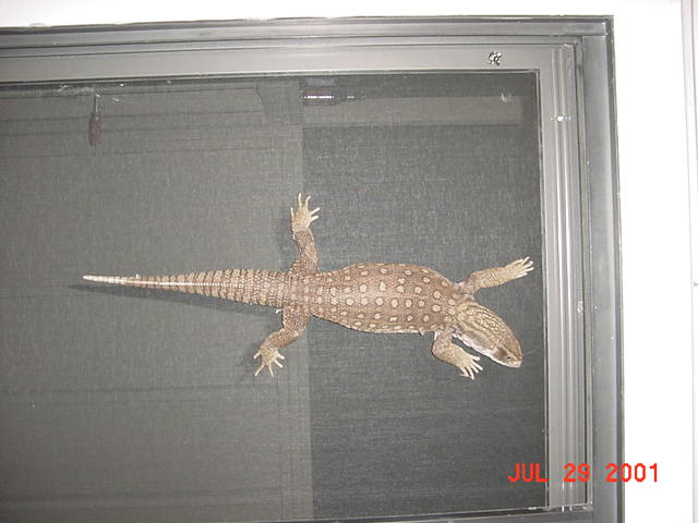 Gator