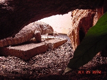 Gator