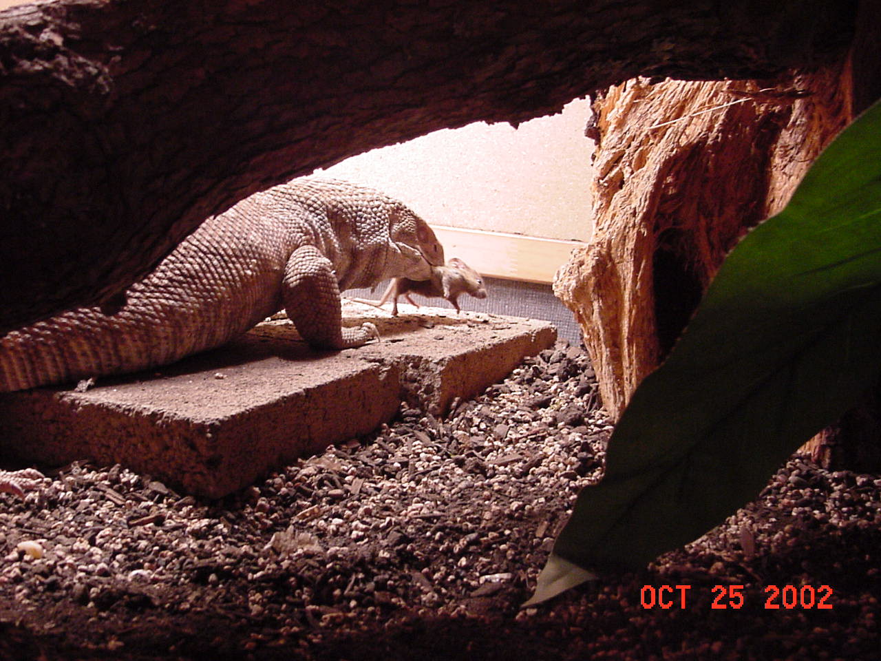 Gator