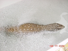 Gator