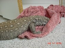 Gator