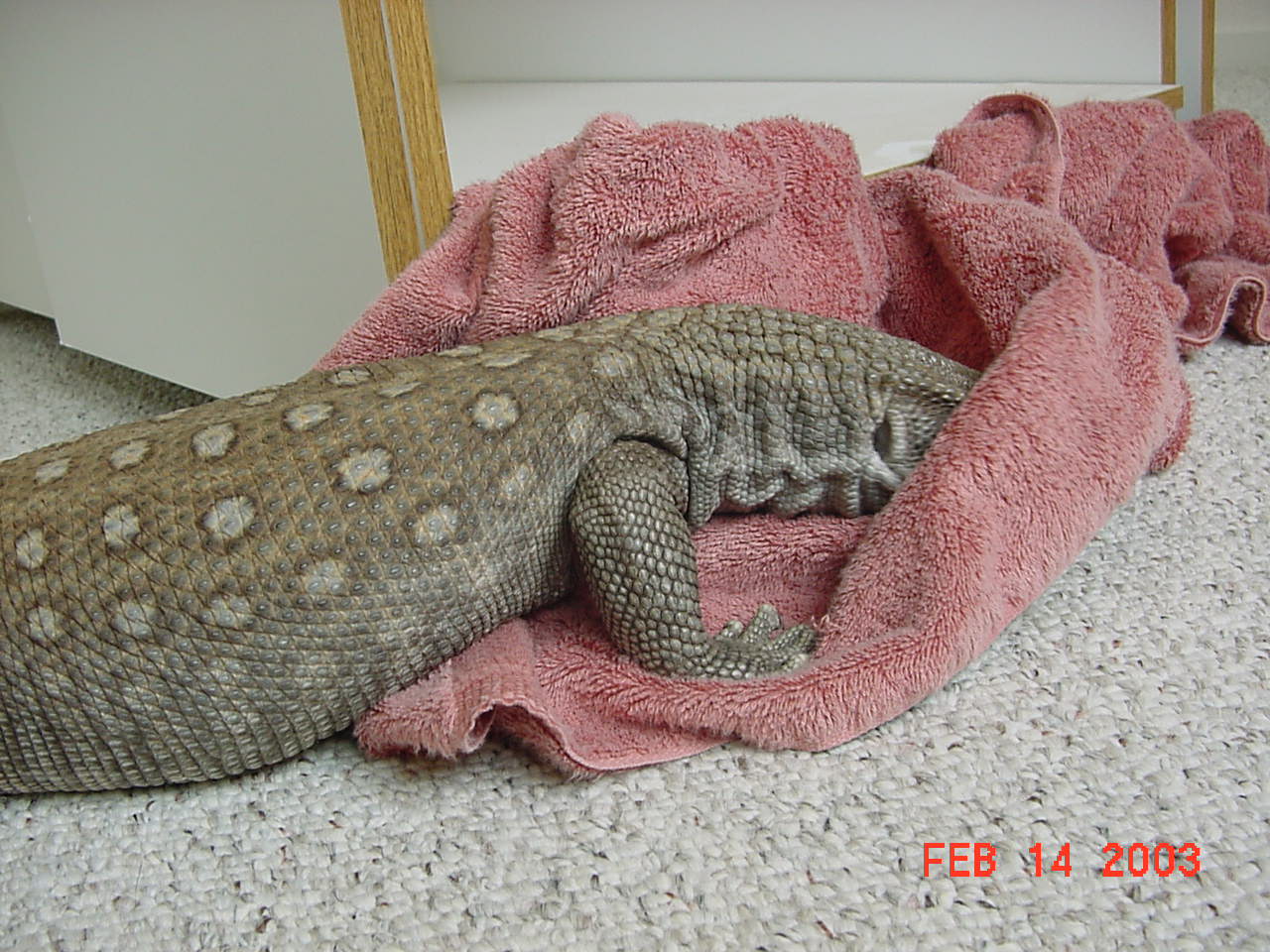Gator