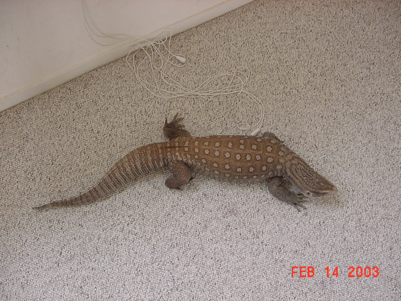 Gator