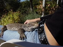 Gator