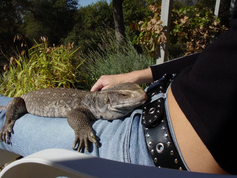 Gator