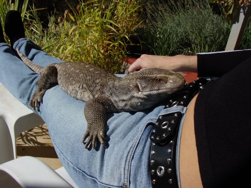 Gator