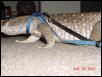 Gator