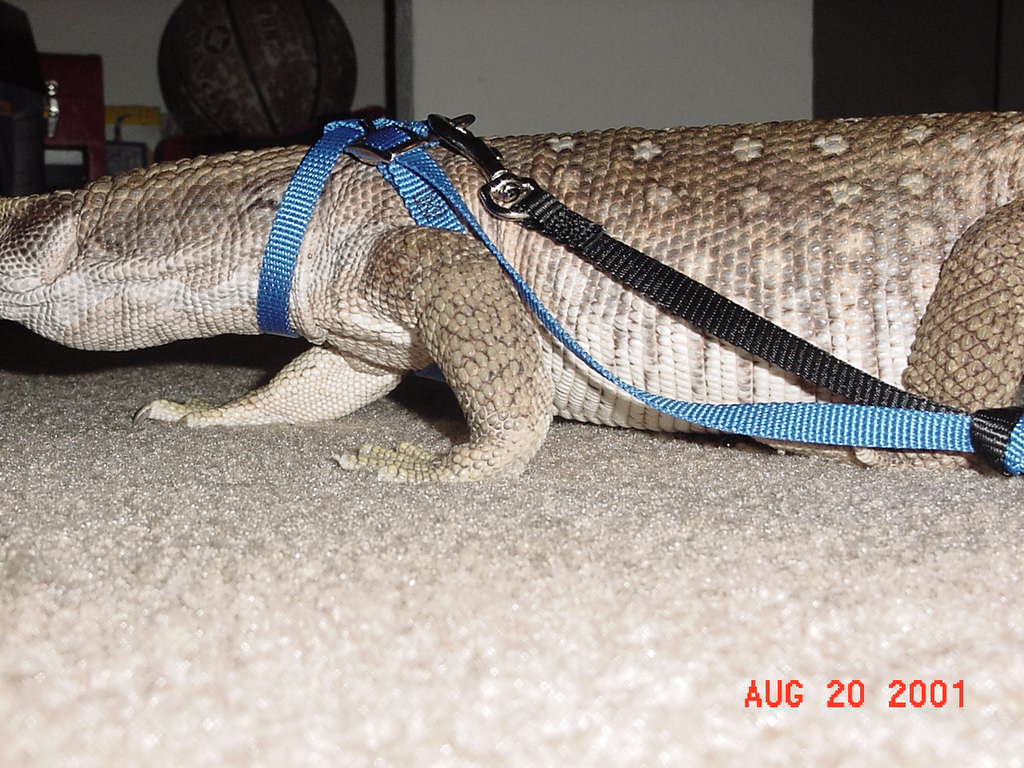Gator