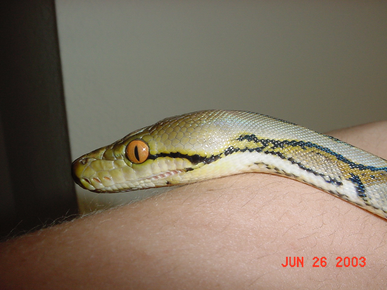 Kaa (Dwarf Bali Retic)