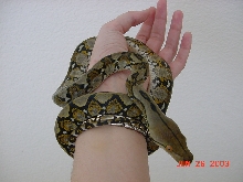 Kaa (Dwarf Bali Retic)