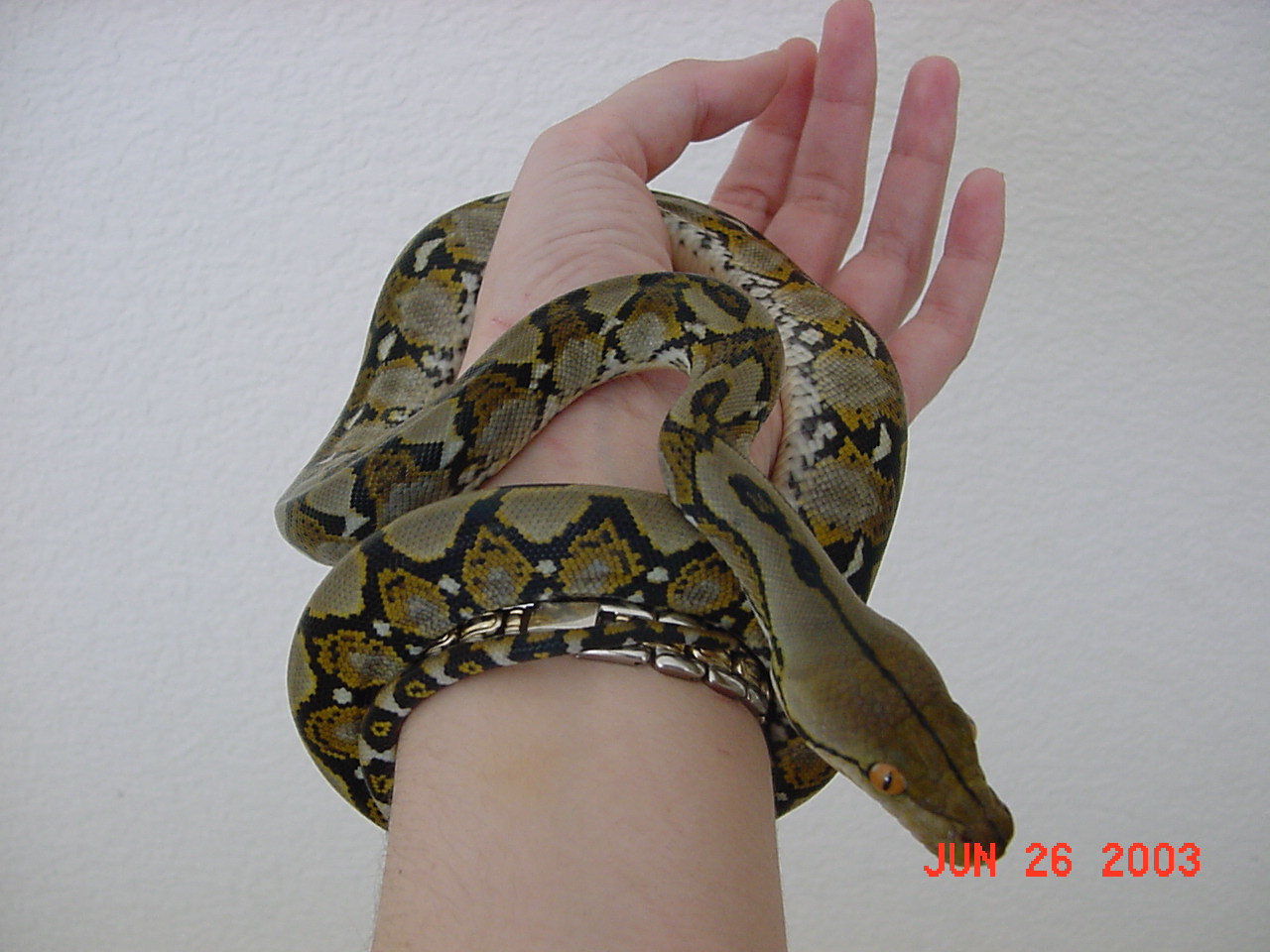 Kaa (Dwarf Bali Retic)