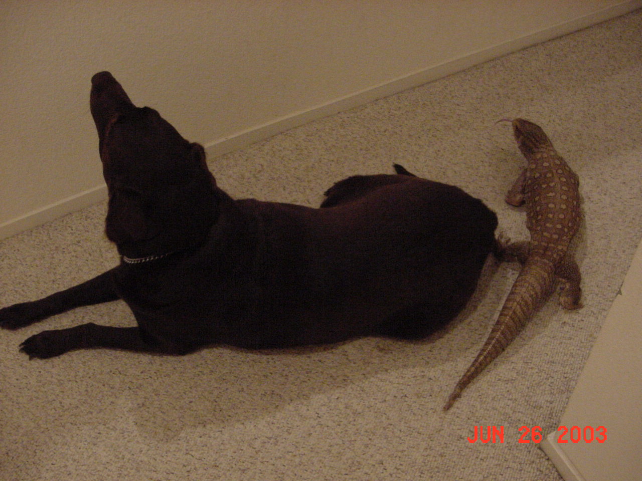 Gator & Mattie