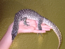 V. Niloticus
