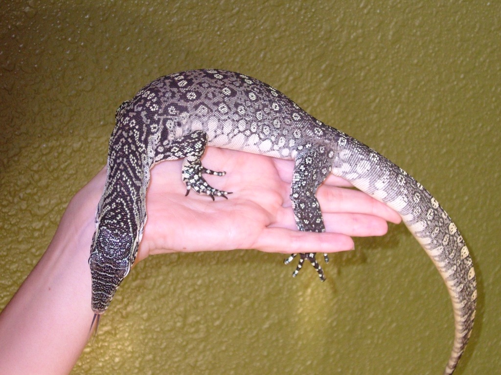V. Niloticus
