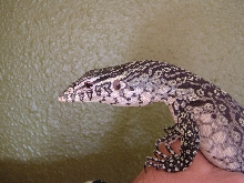 V. Niloticus