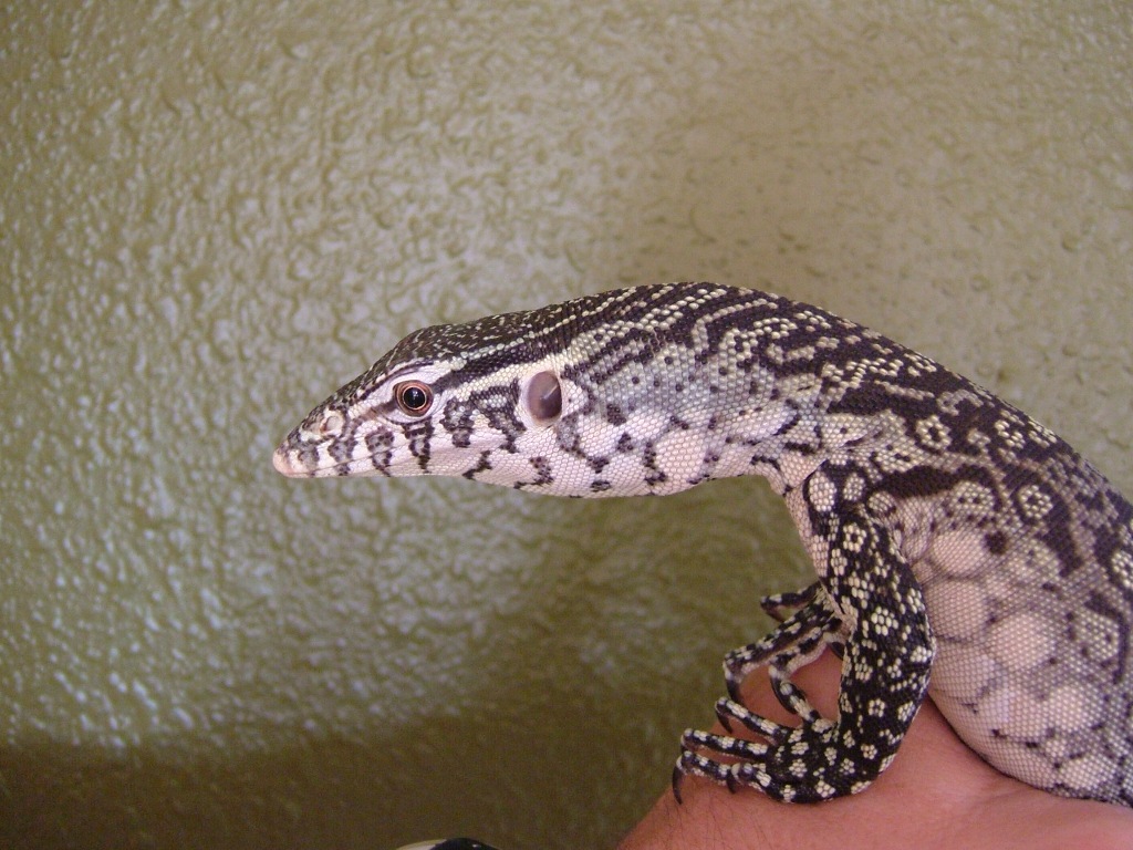 V. Niloticus
