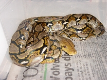 Kaa Dwarf Retic 2