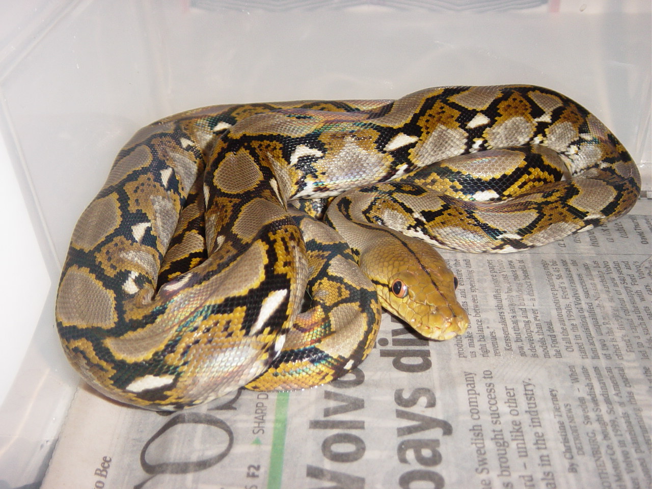 Kaa Dwarf Retic 2