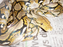 Kaa Dwarf Retic