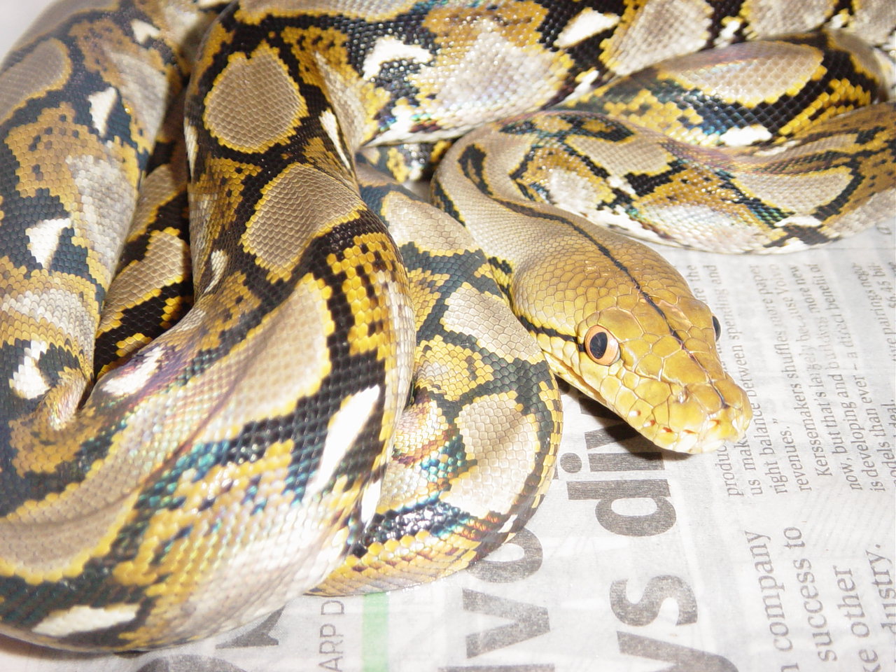 Kaa Dwarf Retic