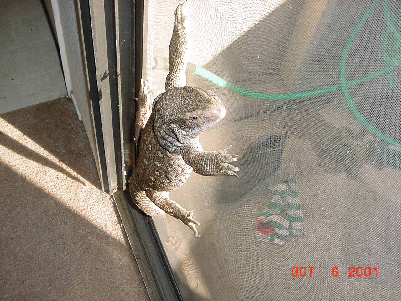 Gator