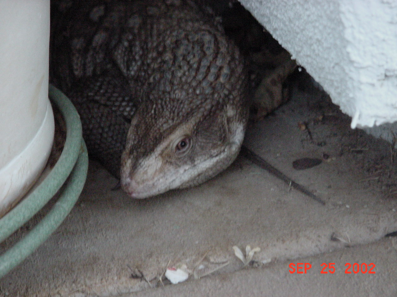 Gator