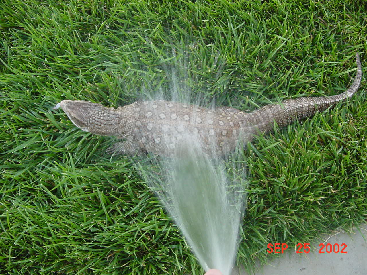 Gator