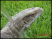Gator