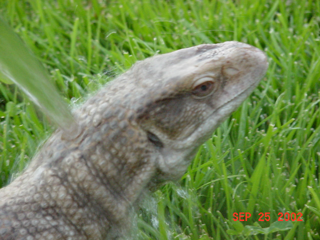 Gator