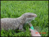 Gator