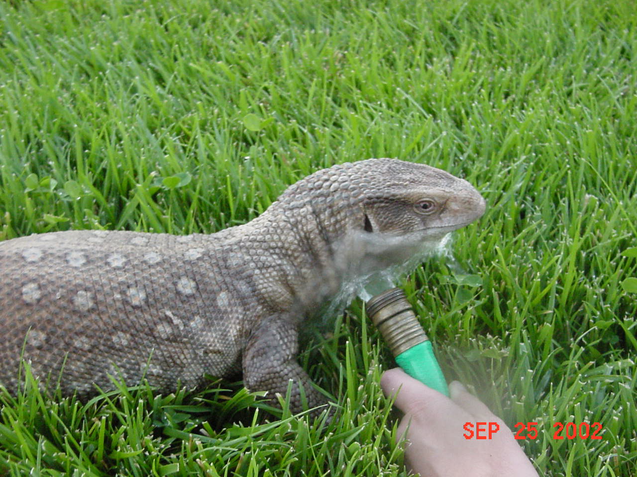 Gator