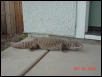 Gator