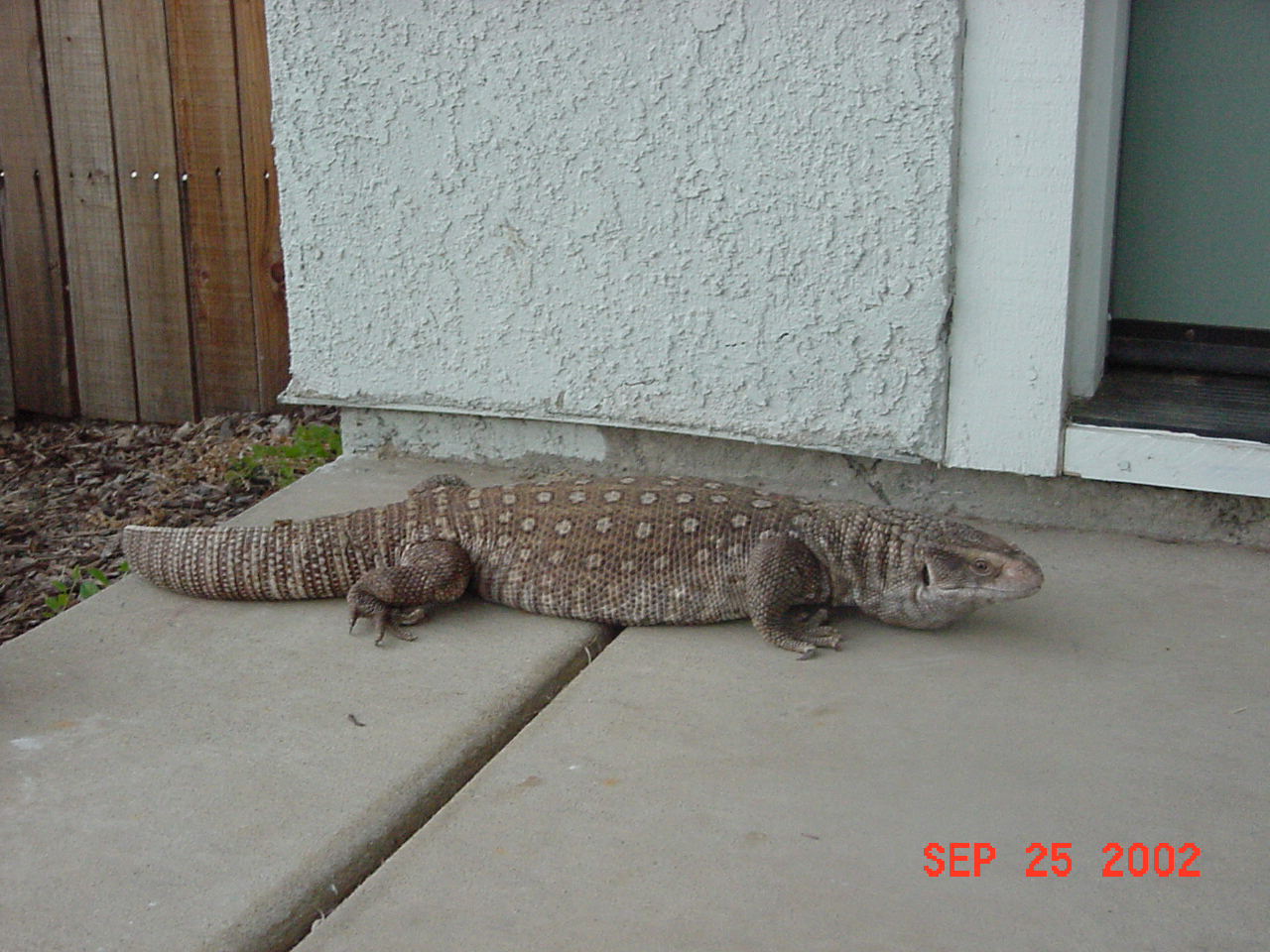 Gator