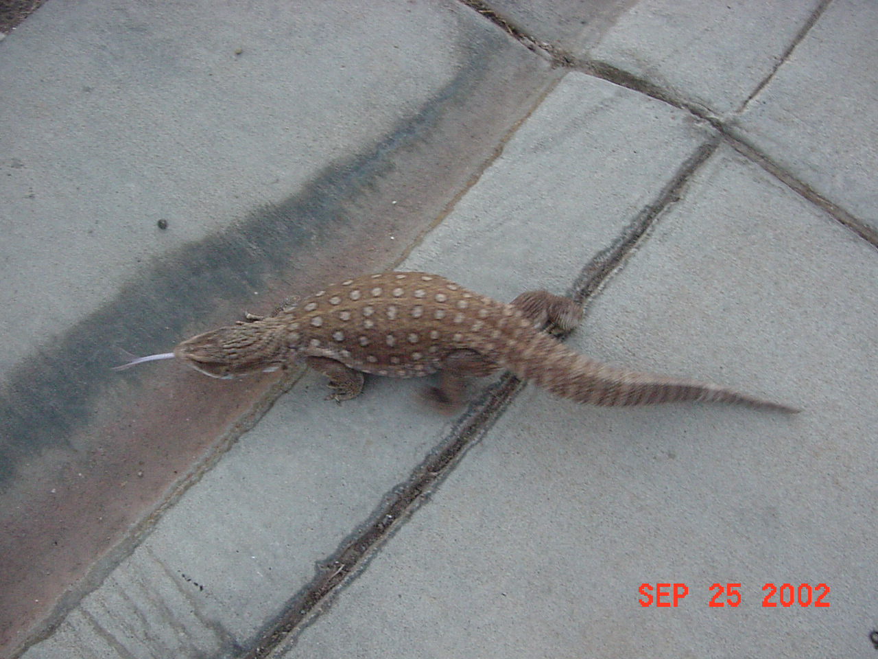 Gator