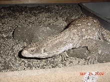 Gator
