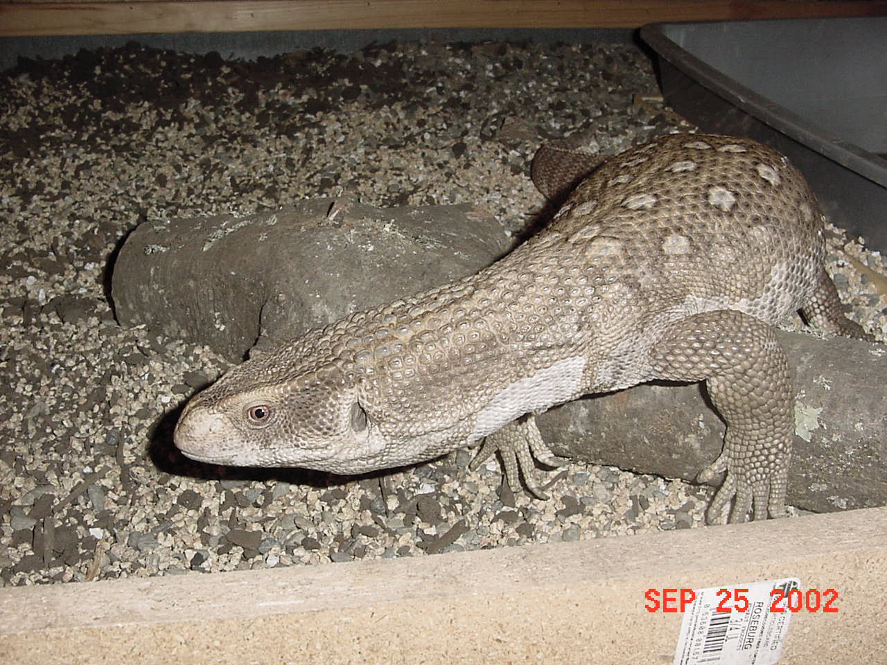 Gator