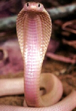 Siamese Cobra